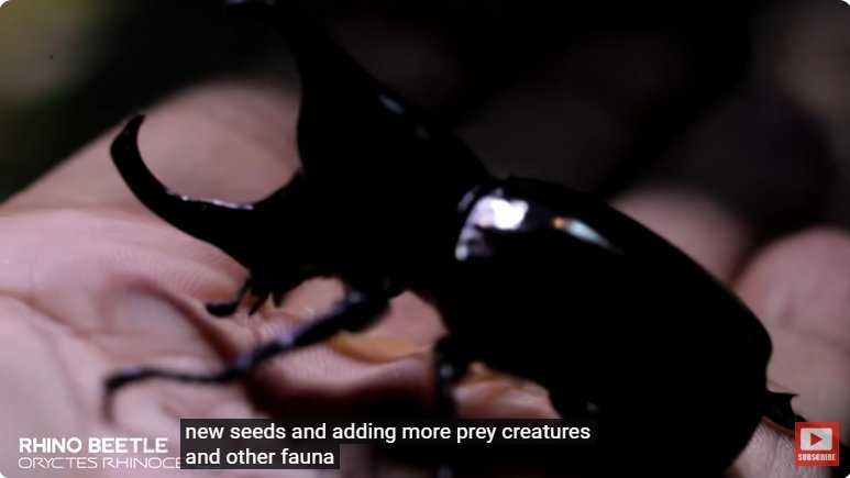 거대한 수조에 열대우림 환경을 조성해놓으면 생기는 일 - 3 | 인스티즈