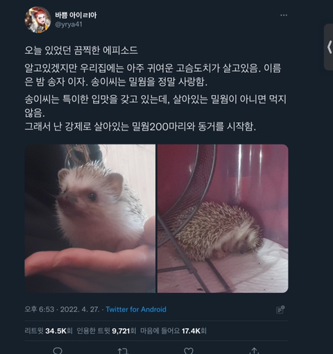 반려도치를 위해 슈퍼밀웜을 주문한 트위터리안 에피소드ㅋㅋㅋㅋㅋ (밀웜사진없음 고슴도치있음🥰) | 인스티즈