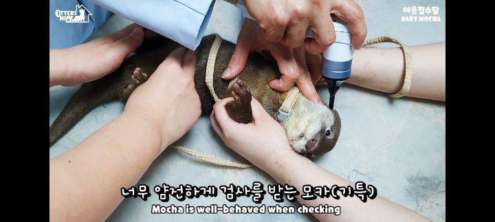 의사 선생님 품이 너무 좋은 아기수달 (아기수달 생애 첫 건강검진) | 인스티즈