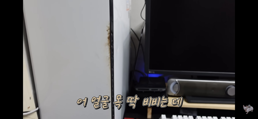 털이 없는 스핑크스는 키우기 편할까? (위생주의) | 인스티즈