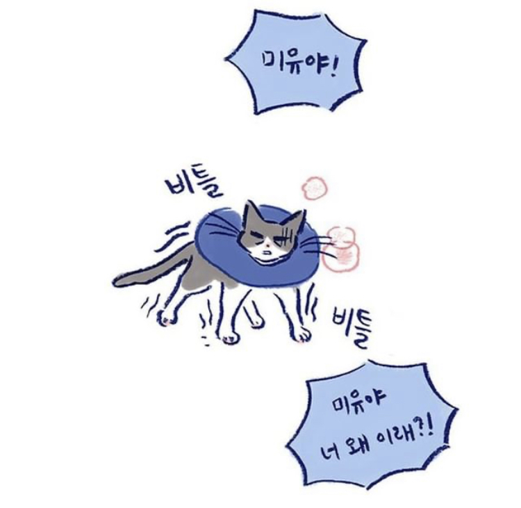 반려동물을 떠나보낸다는 것 | 인스티즈