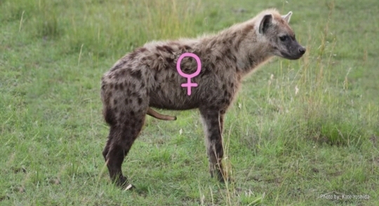 🙋‍♀️암컷 하이에나가 갖고 있는 신체적 특징이 뭔지 알아?🙋‍♀️ | 인스티즈