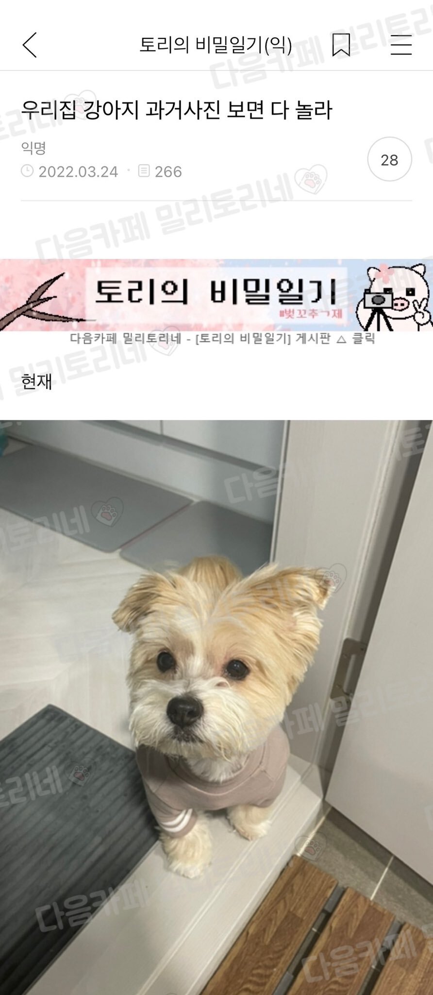 우리집 강아지 과거사진 보면 다 놀라 | 인스티즈
