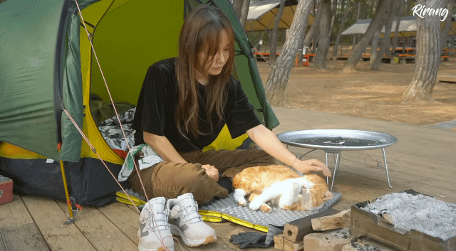캠핑하는데 찾아온 고양이.gif | 인스티즈