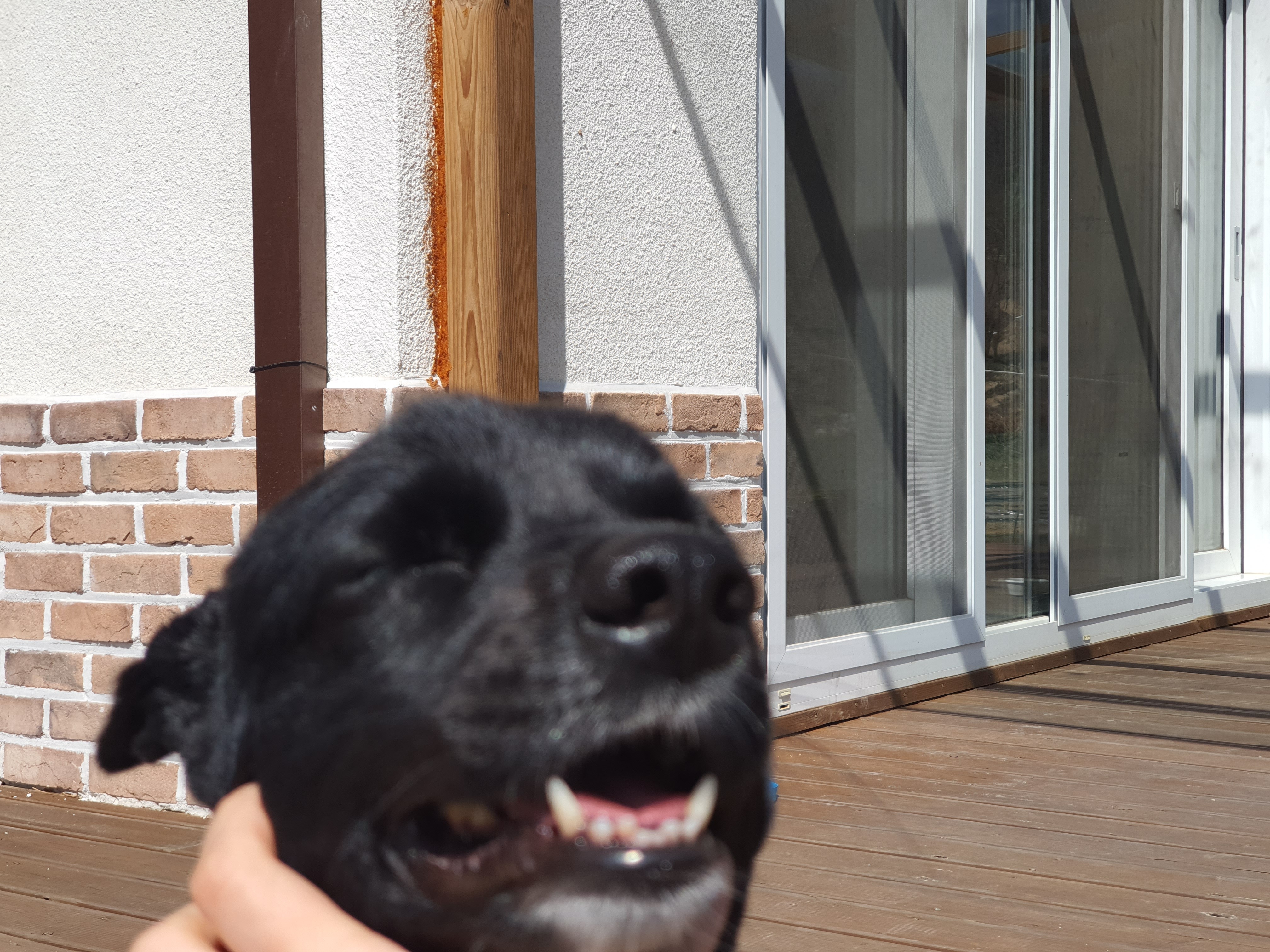 동네 친한 강아지 새끼낳았는데 나 자꾸 따라다녀 (동물농장/ 사진많음) +사진추가 | 인스티즈