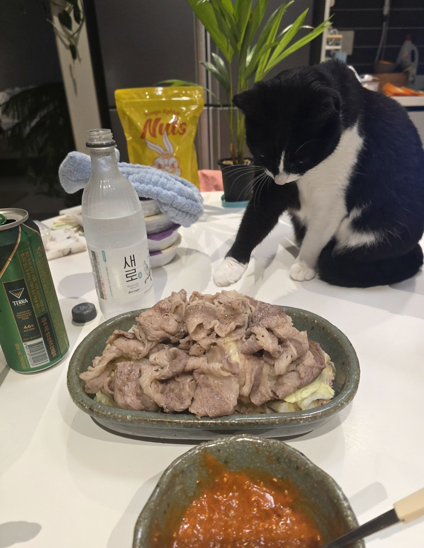 안주 뽏이는 고양이 어떤데 ㅋ 5나탄 ㅋ | 인스티즈