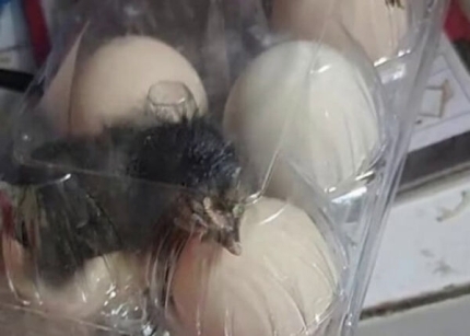 김여시만 모르는 올해 지구촌 뉴스 | 인스티즈