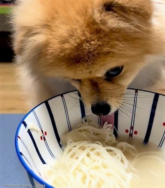 국수가 이미지