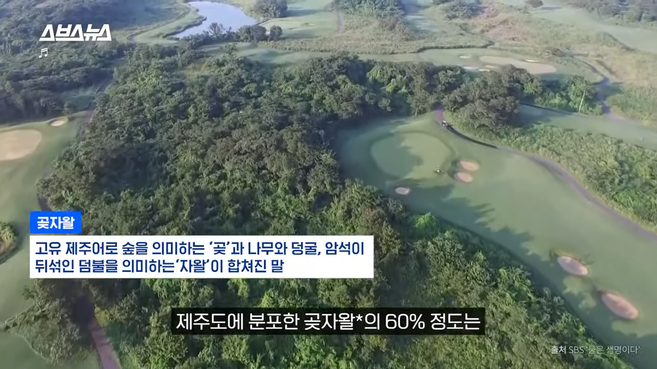 제주도에서 나무 10028그루가 베어진 이유 | 인스티즈