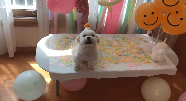 생일이 뭔진 모르겠지만 아무튼 신난 재롱이 | 인스티즈