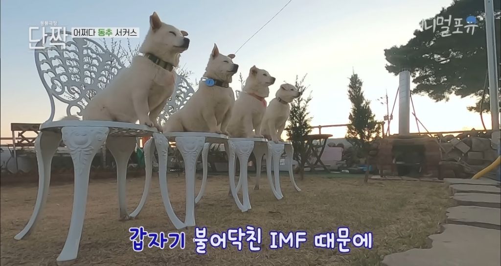 겁나 재밌게 사는 할아버지와 냥댕이들ㅋㅋㅋ.gif | 인스티즈
