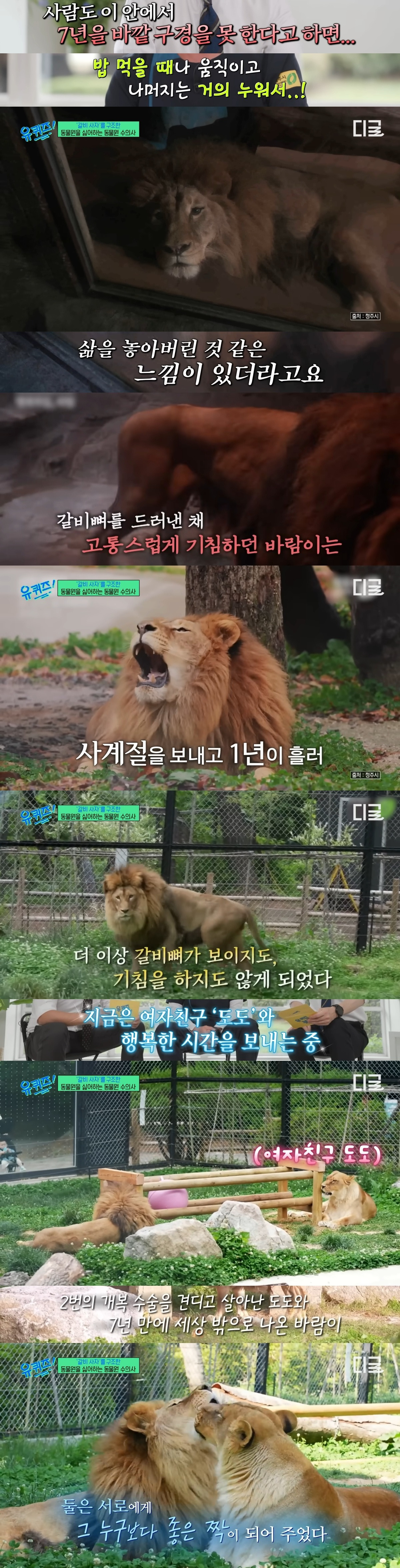 호랑이 내성 발톱 치료를 위해 목숨까지 거는 수의사 | 인스티즈