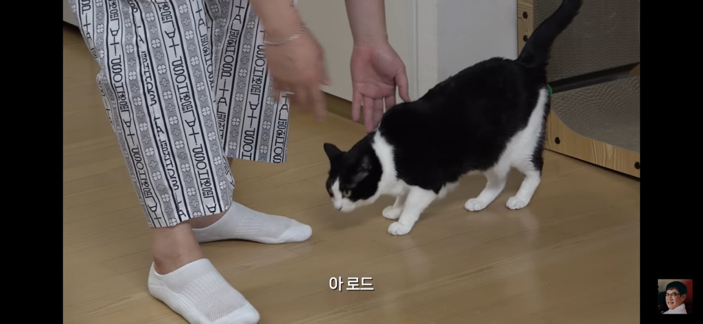 세계 최초 대기업 출신 고양이 | 인스티즈