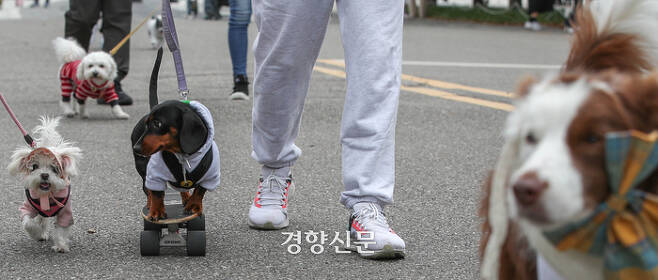 2023 서울 반려동물 한마당 축제 "댕댕이 패션런" | 인스티즈