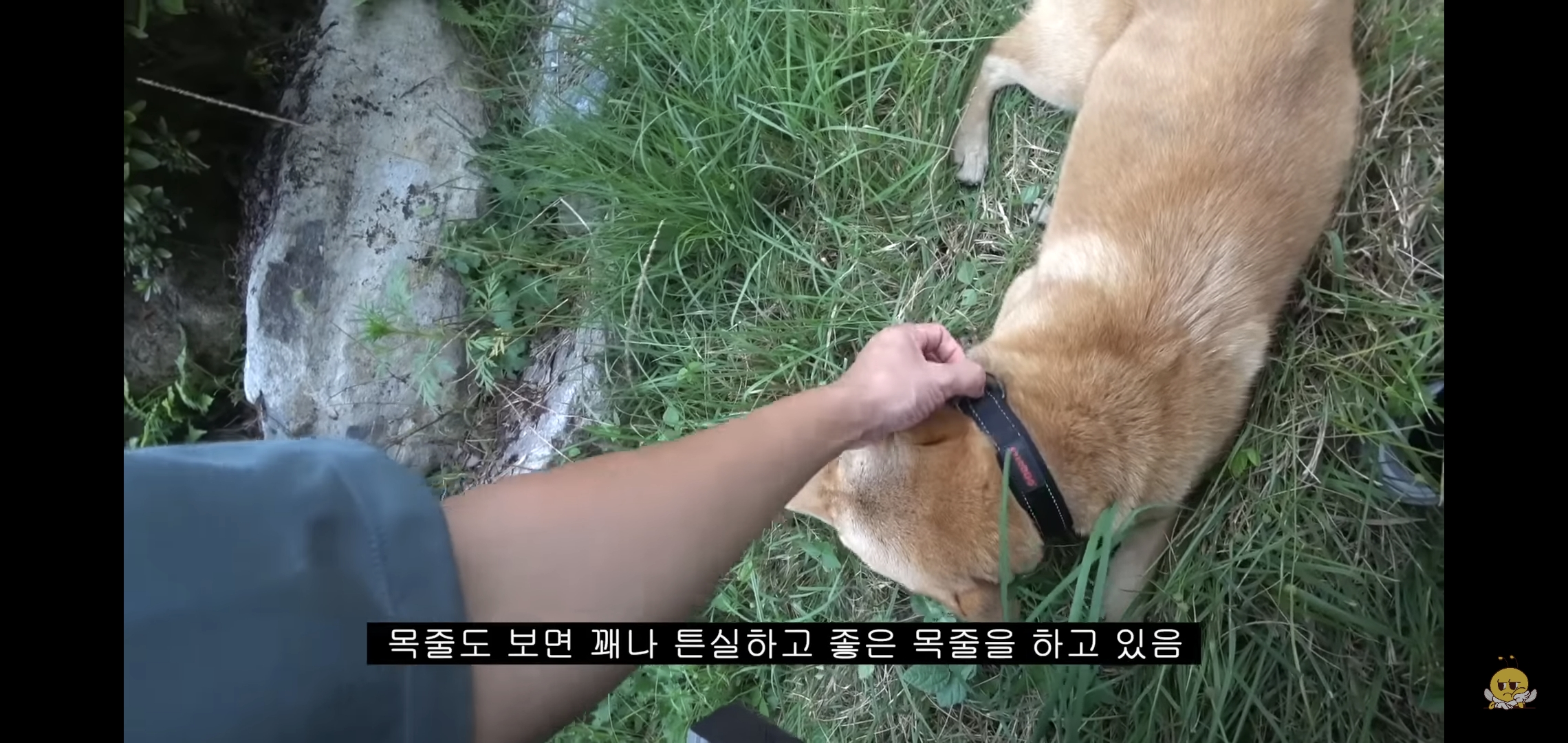 갑자기 유튜버 집에 들어온 떠돌이개가 알고보니 부잣집 도련님이었음.jpg | 인스티즈