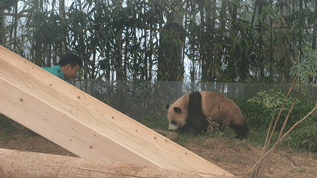 태어나서 첫 물놀이 체험중인 후이바오 루이바오 | 인스티즈