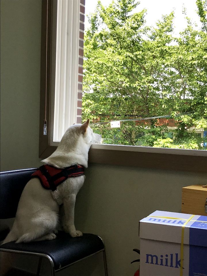 우리집 개 자는거 보실분? | 인스티즈