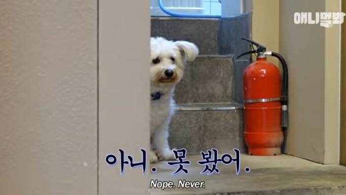 수줍음이 많은 강아지가 사람을 좋아하는 법 | 인스티즈