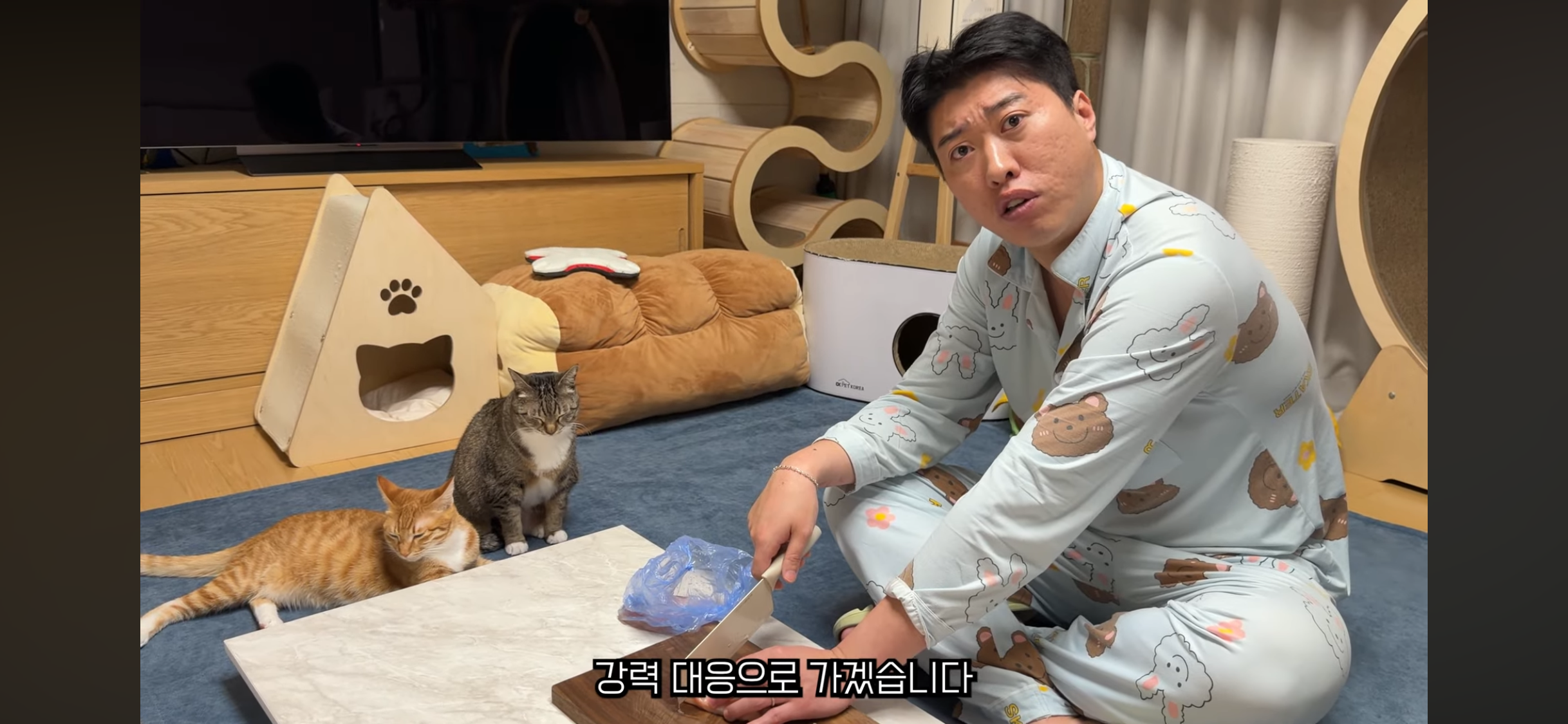 칠복이(0살 고양이)를 향한 악플 경고하는 언더월드 | 인스티즈