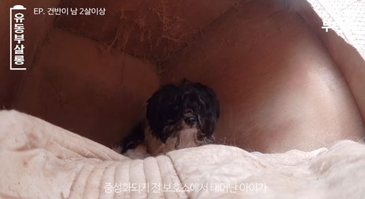 강쥐 건반이의 미용 전/후.jpg | 인스티즈