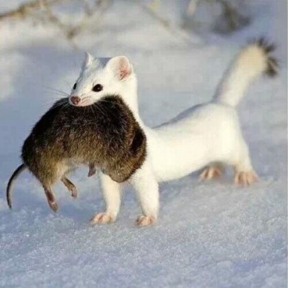 귀여운 외모와 달리 세상에서 제일 성격 나쁘다는 흰담비.jpg | 인스티즈