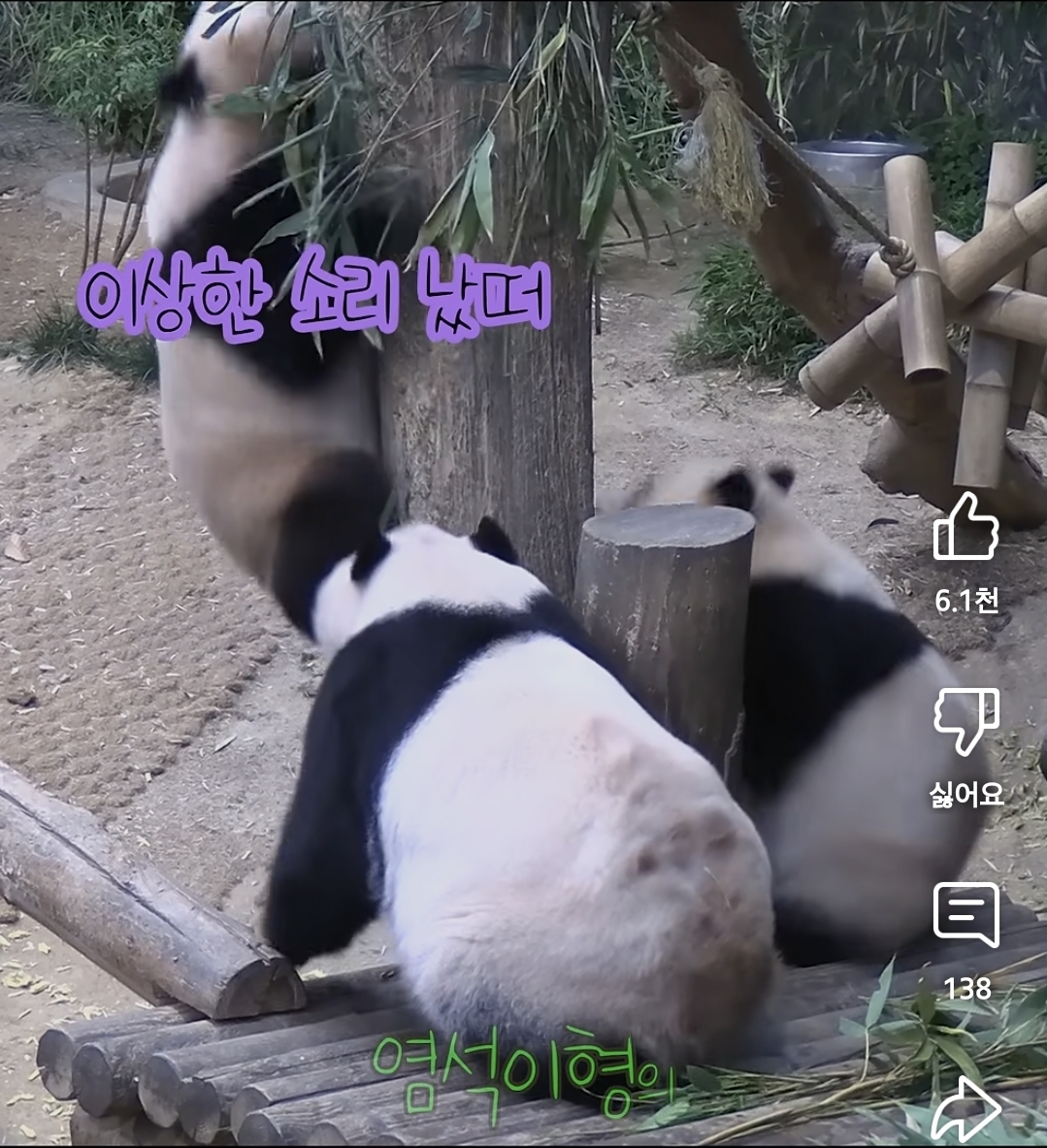 맹수소리내는 아이바오🐼 | 인스티즈