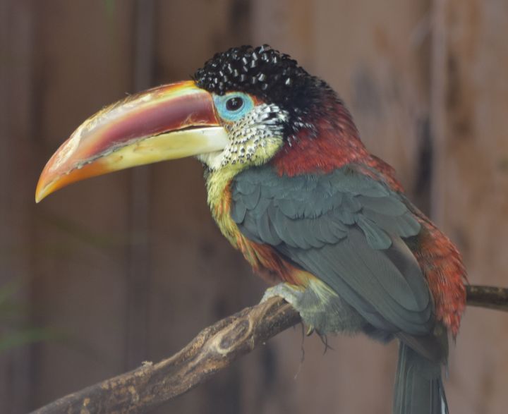 아마 본 적이 없을 특이한 조류 30종 | 인스티즈