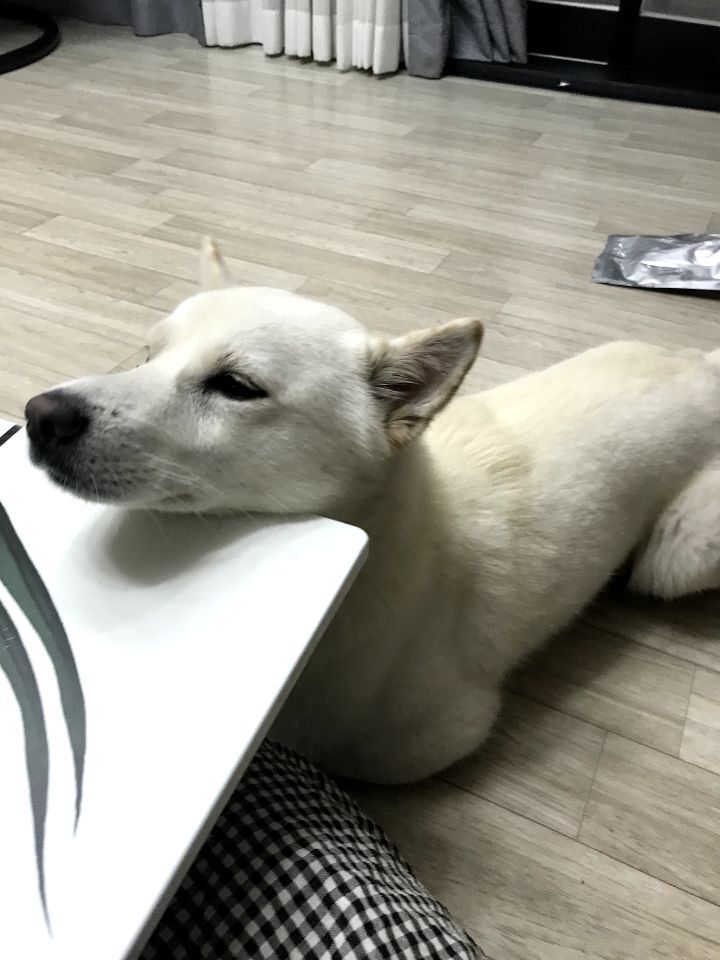 우리집 개 자는거 보실분? | 인스티즈