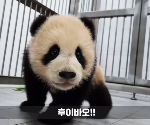 쌍둥이 판다 루이바오 후이바오 구별볍! | 인스티즈