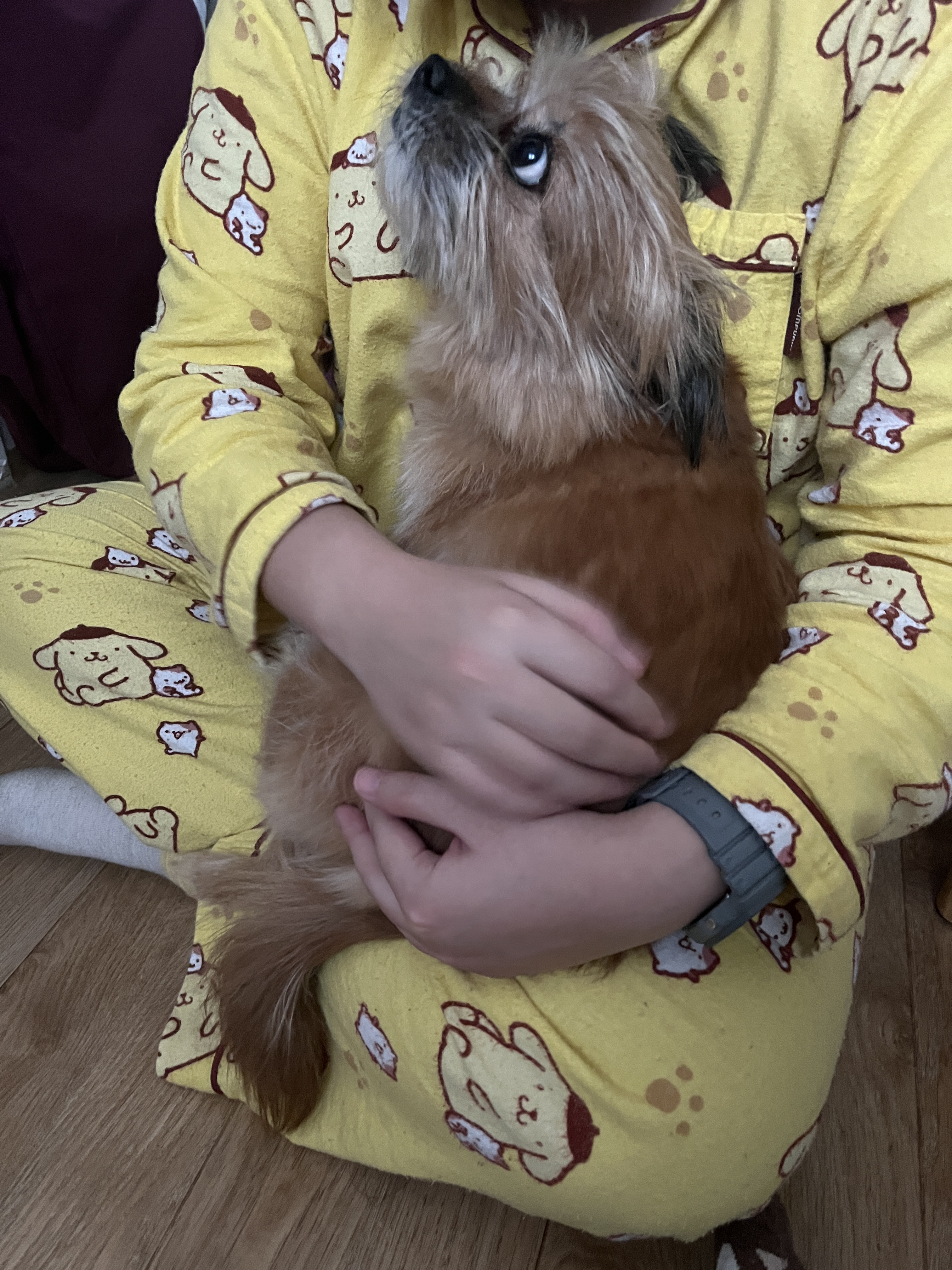 친구네 강쥐 하루 펫시터 한 후기 | 인스티즈