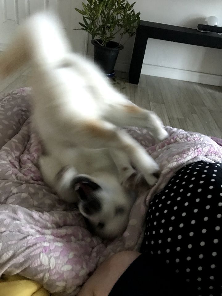 우리집 개 자는거 보실분? | 인스티즈