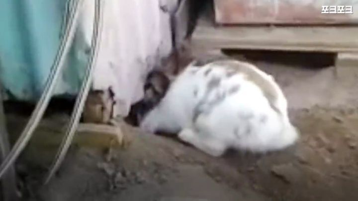 창고밑에 갇힌 고양이를 구하려는 토끼 | 인스티즈