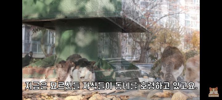 아깽이보다 100배는 만나기 어려운 묘르신들 | 인스티즈