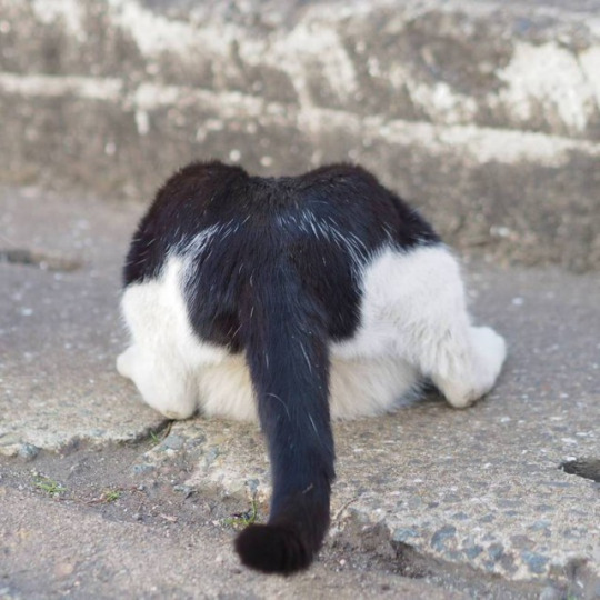 이 세계로 진입하는 길냥이들 | 인스티즈