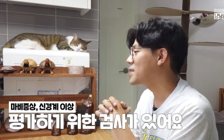 고양이 벽짚 챌린지는 진짜 지능과 관련 있을까? | 인스티즈