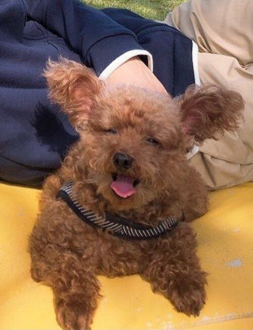 이학주네 강아지 | 인스티즈