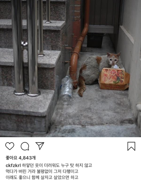 길에서 살아가는 고양이들 모습을 담은 인스타 | 인스티즈