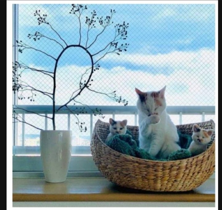 이 정도면 세쌍둥이 아니냐구 | 인스티즈