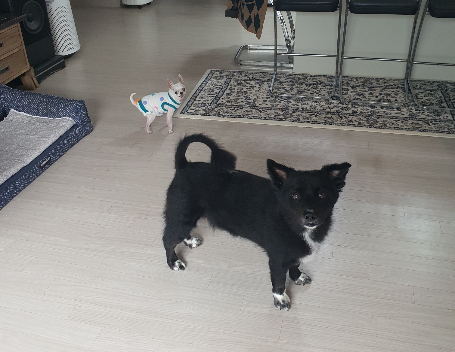 동네 친한 강아지 새끼낳았는데 나 자꾸 따라다녀 (동물농장/ 사진많음) +사진추가 | 인스티즈