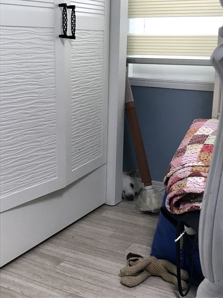 우리집 개 자는거 보실분? | 인스티즈