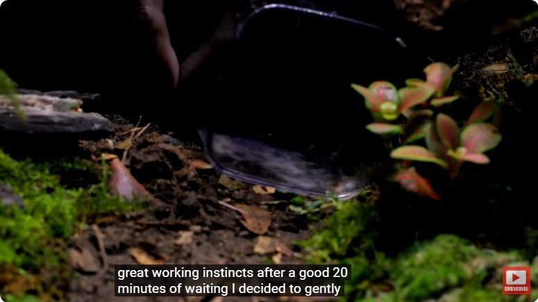 거대한 수조에 열대우림 환경을 조성해놓으면 생기는 일 - 3 | 인스티즈