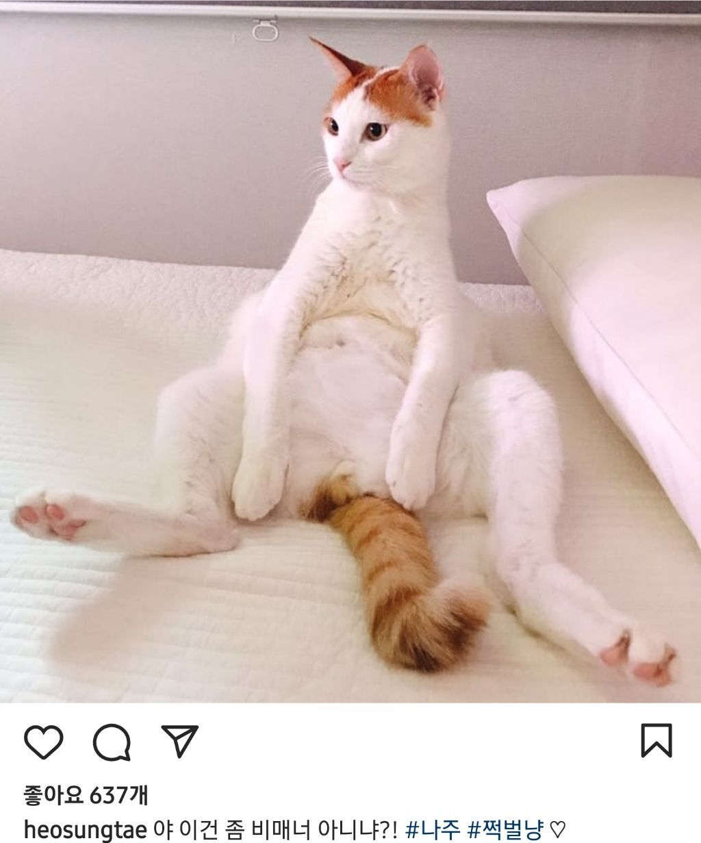 배우 허성태네 고양이들 | 인스티즈