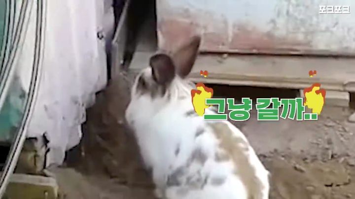 창고밑에 갇힌 고양이를 구하려는 토끼 | 인스티즈