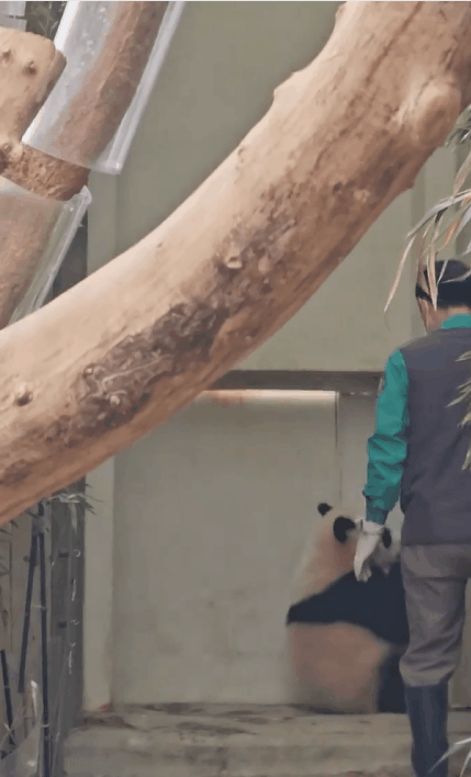 떠오르는 판다 극성판다 후이바오.gif | 인스티즈