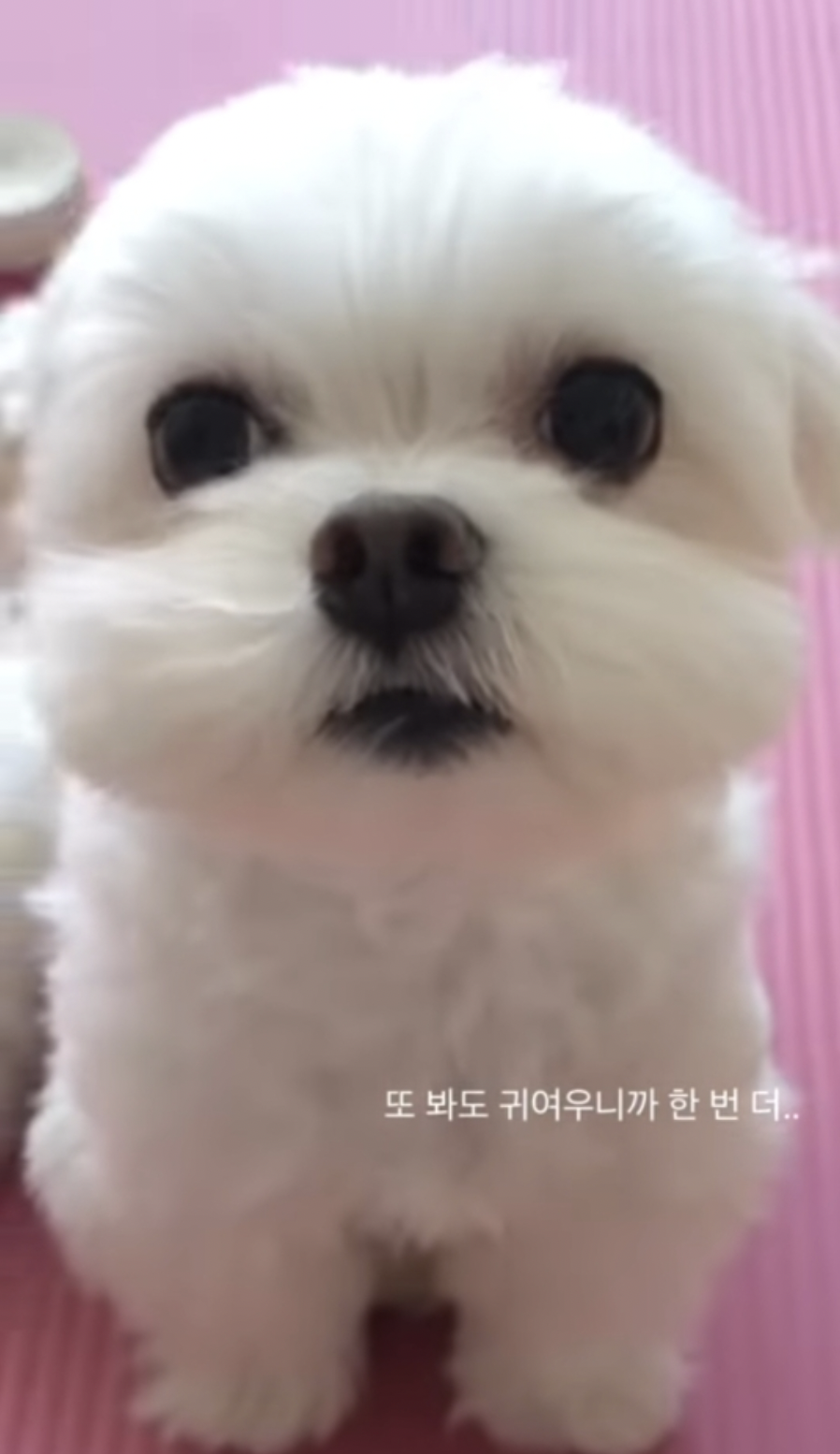자기 앞니 빠진 줄 모르는 가나디 | 인스티즈