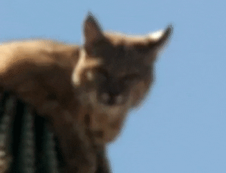사막에 사는 고양이는 위험하면 선인장 꼭대기로 올라감 | 인스티즈
