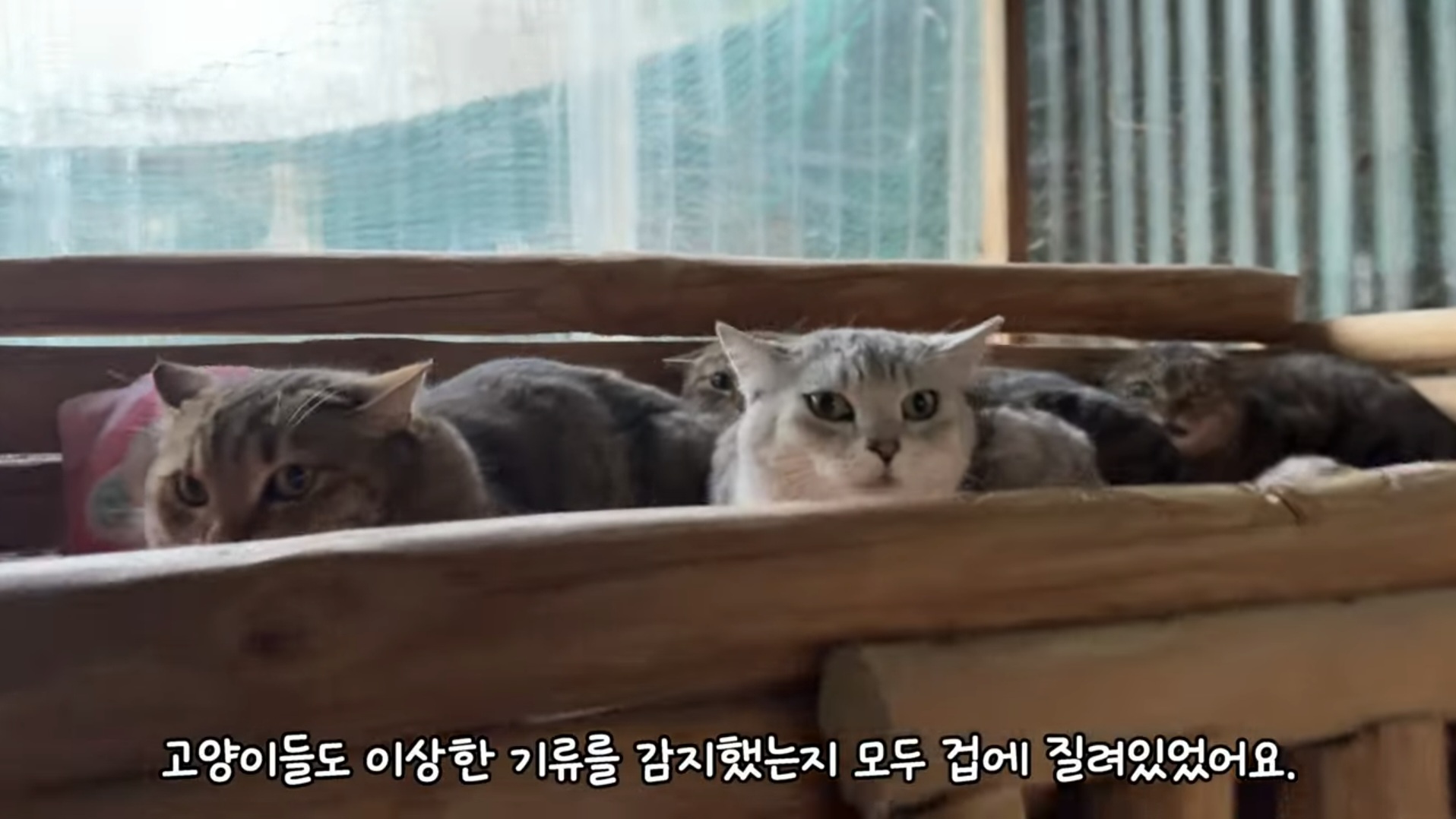 산불때문에 고양이 16마리와 대피한 유튜버 | 인스티즈