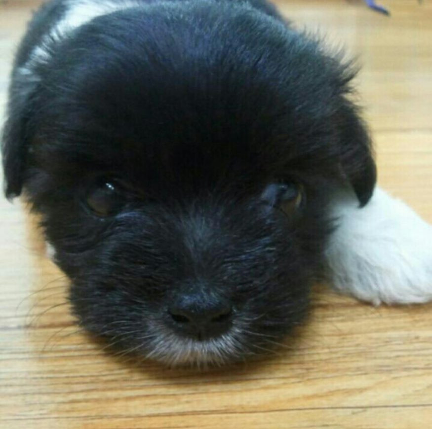 믹스가 이렇게 묘미가있습니다 어떻게 클지 모른다 너무 재밌고 긔여요.twt | 인스티즈