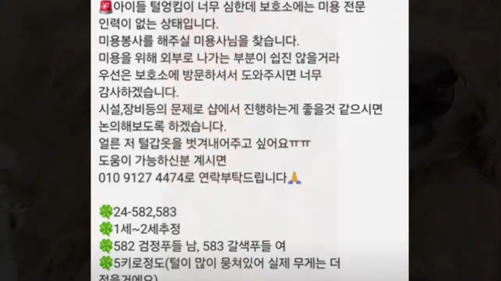 산속 구조된 누더기푸들의 충격적인 미용 과정 | 인스티즈