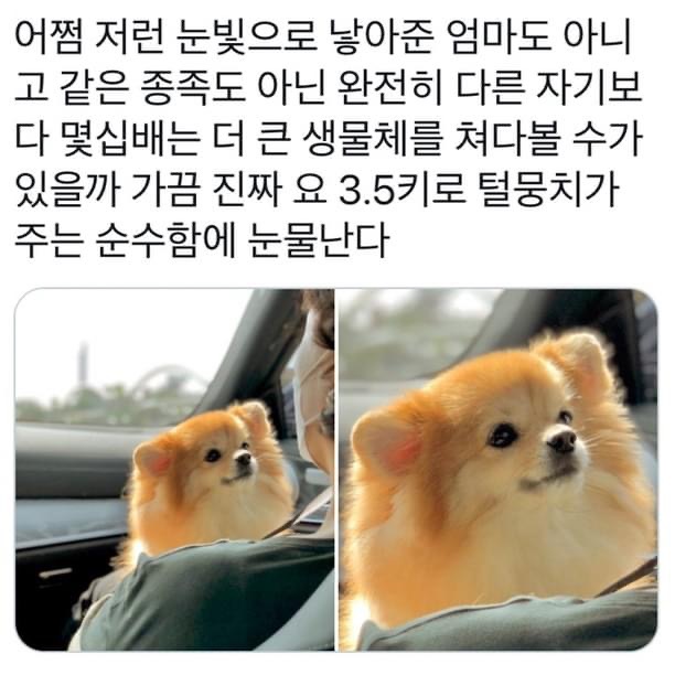 강아지 키우는 사람들의 감동 포인트 ㅠㅠㅠ | 인스티즈